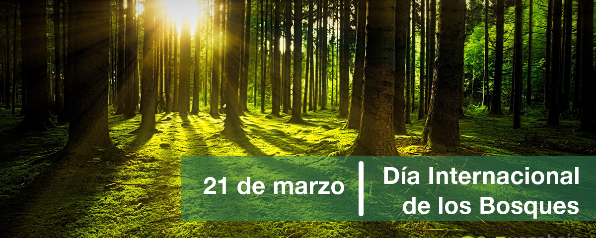bosque